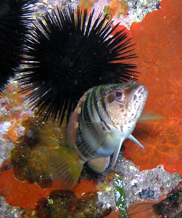 Serranus scriba